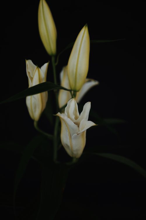 Funeral Directors in Diss, Norfolk | Local Guide & Reviews