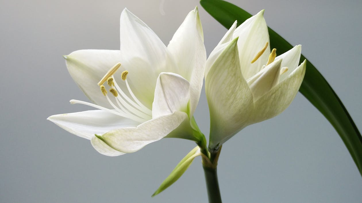 Funeral Homes Near Me: Find a Trusted Local Funeral Director