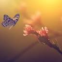 Aidan Gaunt Independent Family Funeral Directors